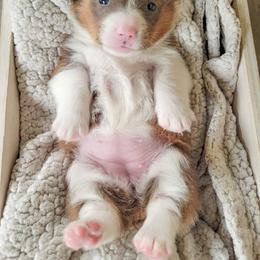 German Shepherd and Pembroke Welsh Corgi Puppies from J&R Shepherds & Corgis