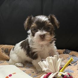 Jenny AKC - Chocolate, tan and white female Yorkshire Terrier puppy in Labelle, Florida from Chocolate and Parti Yorkies in Florida