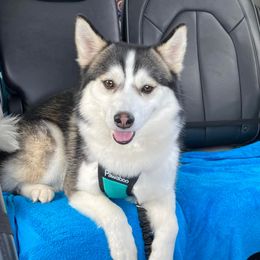 Mac - Pomsky