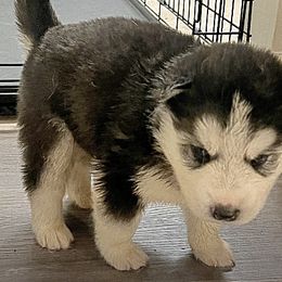 Siberian Huskies from Greedy Dogs 101: Siberian Husky’s