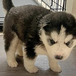 Siberian Huskies from Greedy Dogs 101: Siberian Husky’s