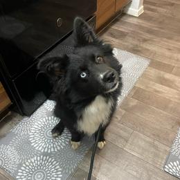 Onyx - Black & white male Miniature Australian Shepherd puppy in Brenham, Texas from Stone N Rose Kennels