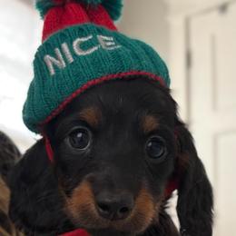 Swiss Roll - Black and tan male Dachshund puppy in Massies Mill, Virginia from Pigeon Hill Dachshunds