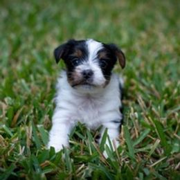 Yorkshire Terriers from Cedar Park Yorkies