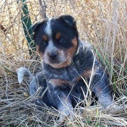 Australian Cattle Dog Puppies from Stockman Australian Cattle Dogs