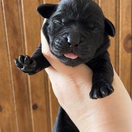 Everest - Black female Labrador Retriever puppy in Tomahawk, Wisconsin from Mahner Labs
