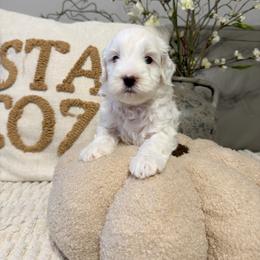 Boy 2 - Silver male Goldendoodle puppy in Sacramento, California from Golden Heart Doodles