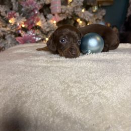 Compton - Chocolate and tan male Dachshund puppy in Richwood, West Virginia from Wild and Wonderful Wieners