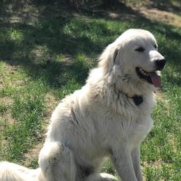 Great Pyrenees from Mini Acres Ranch and Kennels