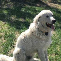 Great Pyrenees from Mini Acres Ranch and Kennels
