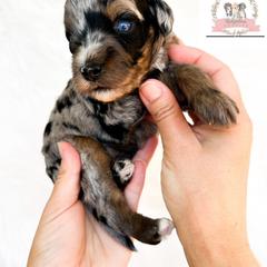 Aussiedoodle and Australian Mountain Doodle Puppies from Ridgeline Doodles