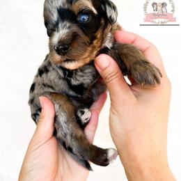 Aussiedoodle and Australian Mountain Doodle Puppies from Ridgeline Doodles