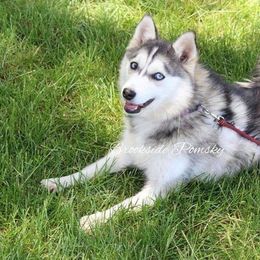 Tracy - Pomsky