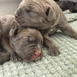 Formentino female - Gray and fawn female Cane Corso puppy in Cherry Valley, California from Liberty Corsos