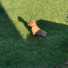Labrador Retriever Puppies from TNT Elite Labradors