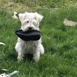 Miniature Schnauzers from Schnauzers Northwest