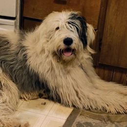 Old English Sheepdogs and Sheepadoodles from Faith S Clement's Old English Sheepdogs and Sheepadoodles