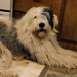 Old English Sheepdogs and Sheepadoodles from Faith S Clement's Old English Sheepdogs and Sheepadoodles