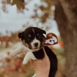 Salem - Black and tan male Pembroke Welsh Corgi puppy in La Porte City, Iowa from Cedar River Corgis