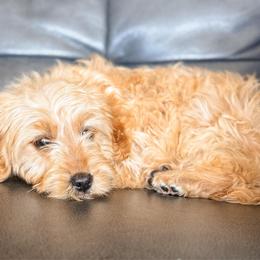 Butter - Apricot male Goldendoodle puppy in Saint George, Utah from Fitzdoodles