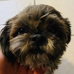 Gigi - Shih Tzu