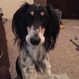Saluki All Grown Up from Shasei