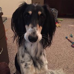 Saluki All Grown Up from Shasei
