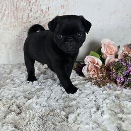Buster - Black male Pug puppy in Atwood, Illinois from Peace Road Puppies