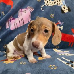 Chocolate Dapple Piebald - Dapple female Dachshund puppy in West Plains, Missouri from Spring Creek Dachshunds