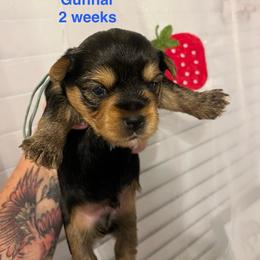 Boy 4 - Black and tan male Yorkshire Terrier puppy in Forest, Virginia from Majestic Touch Kennels and Pet Services