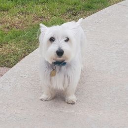 Daisy - West Highland White Terrier