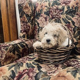 Goldendoodle Puppies from Peachy Pine Goldendoodles