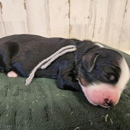 United - Tri-color female Bernedoodle puppy in Flat Rock, North Carolina from Sukisdoodles