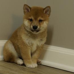 Shiba Inu Puppies from Veronika's Shiba Inus