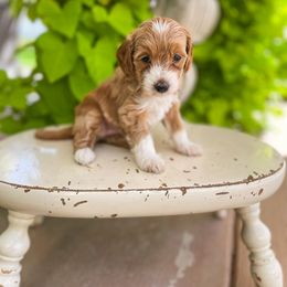 Sha’Carri Richardson - Goldendoodle puppy from JW Doodles