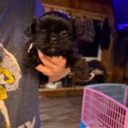 Tip - Black male Shih Tzu puppy in Running Springs, California from Amanda's Shih Tzus