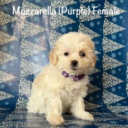 Mozzarella - Cream female Shichon puppy in De Pere, Wisconsin from Kinzor Kennels