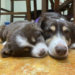 Australian Shepherd and Miniature Australian Shepherd Puppies from Integrity Aussies Tx