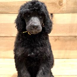Oyster - Phantom male Poodle puppy in Arroyo Grande, California from Ever So Clever Poodles