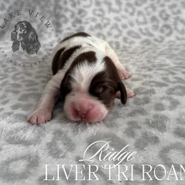 Ridge - Tri-Roan male English Springer Spaniel puppy in Poolville, Texas from Lakeview springers