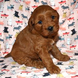 Penelope - Red  female Goldendoodle puppy in Jasper, Indiana from Hilltop Pups LLC