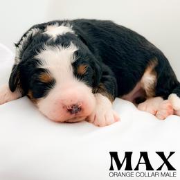 Max - Tri-color male Bernedoodle puppy in Tipton, Indiana from Country Creek Doodles
