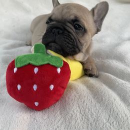 French Bulldog Puppies from Fabi's French Bulldogs