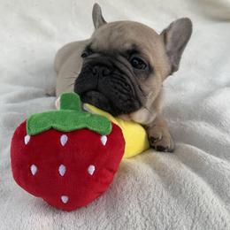 French Bulldog Puppies from Fabi's French Bulldogs