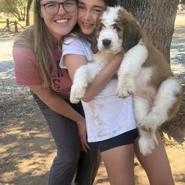 Saint Berdoodle Puppies from Country Manor Saint Berdoodles