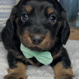 Black and tan boy - Black and tan male Dachshund puppy in Payette, Idaho from NT Mini Doxies