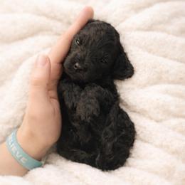 Atlas - Black male Cavapoo puppy in Battle Lake, Minnesota from Panda Puppies