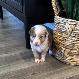 Girl 1 - female Australian Shepherd puppy in Ludowici, Georgia from Raven Creek Farms