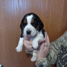 Girl 1 - Beagle puppy in Rhinelander, Wisconsin from Norling's Great Northern Beagles