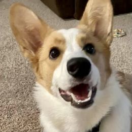 Cardigan Welsh Corgi and Pekingese Puppies from Patrick Ormos' Corgis and Pekingese